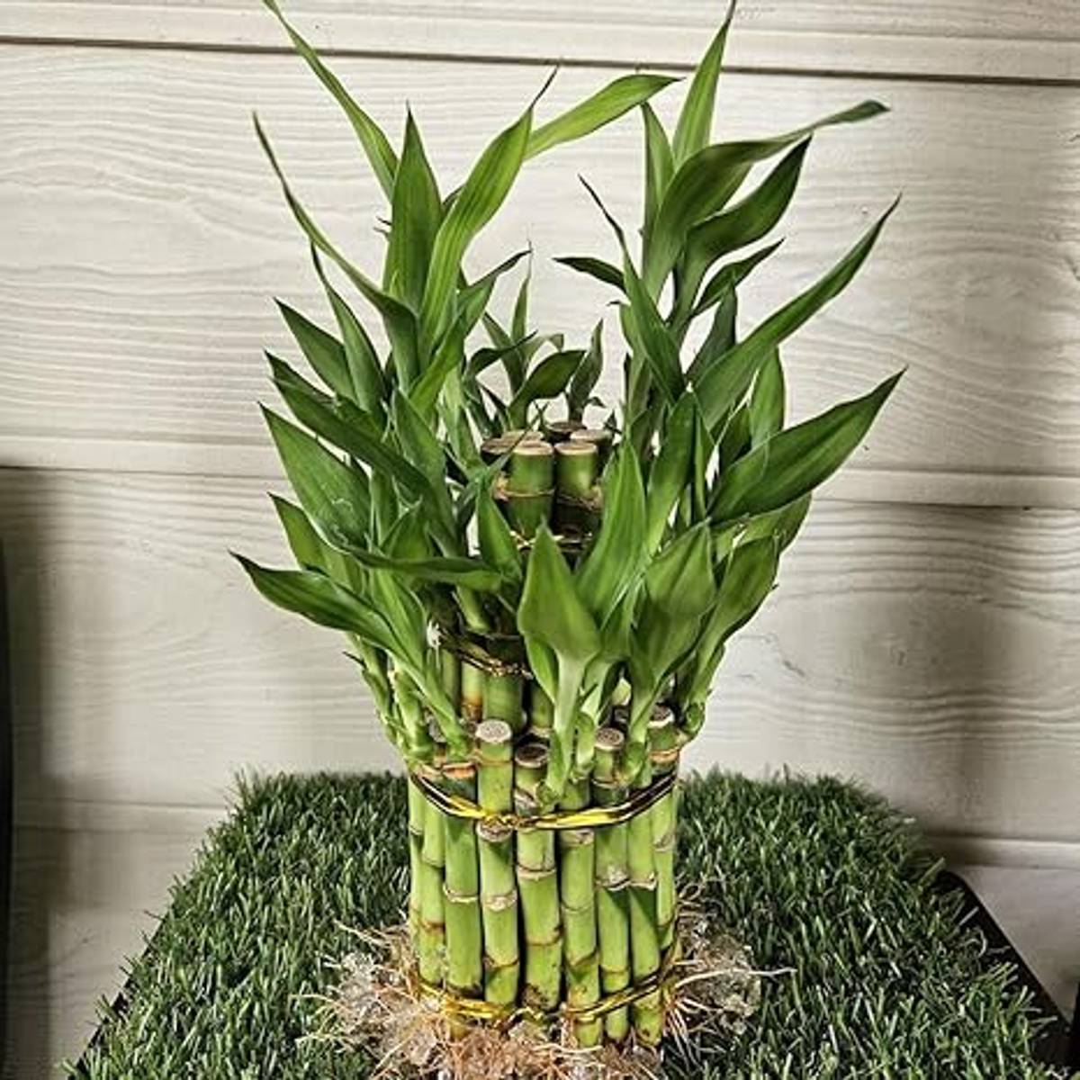 Lucky Bamboo Stalks 3 Layer – Live Plant for DIY Vase or Planter (No Container), pack of 1 — photo 2