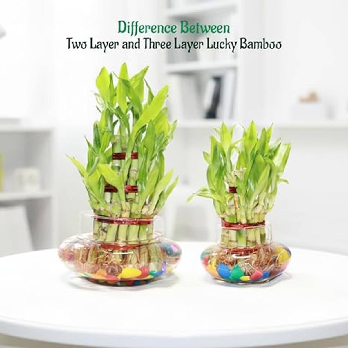 Lucky Bamboo Stalks 3 Layer – Live Plant for DIY Vase or Planter (No Container), pack of 1 — photo 3
