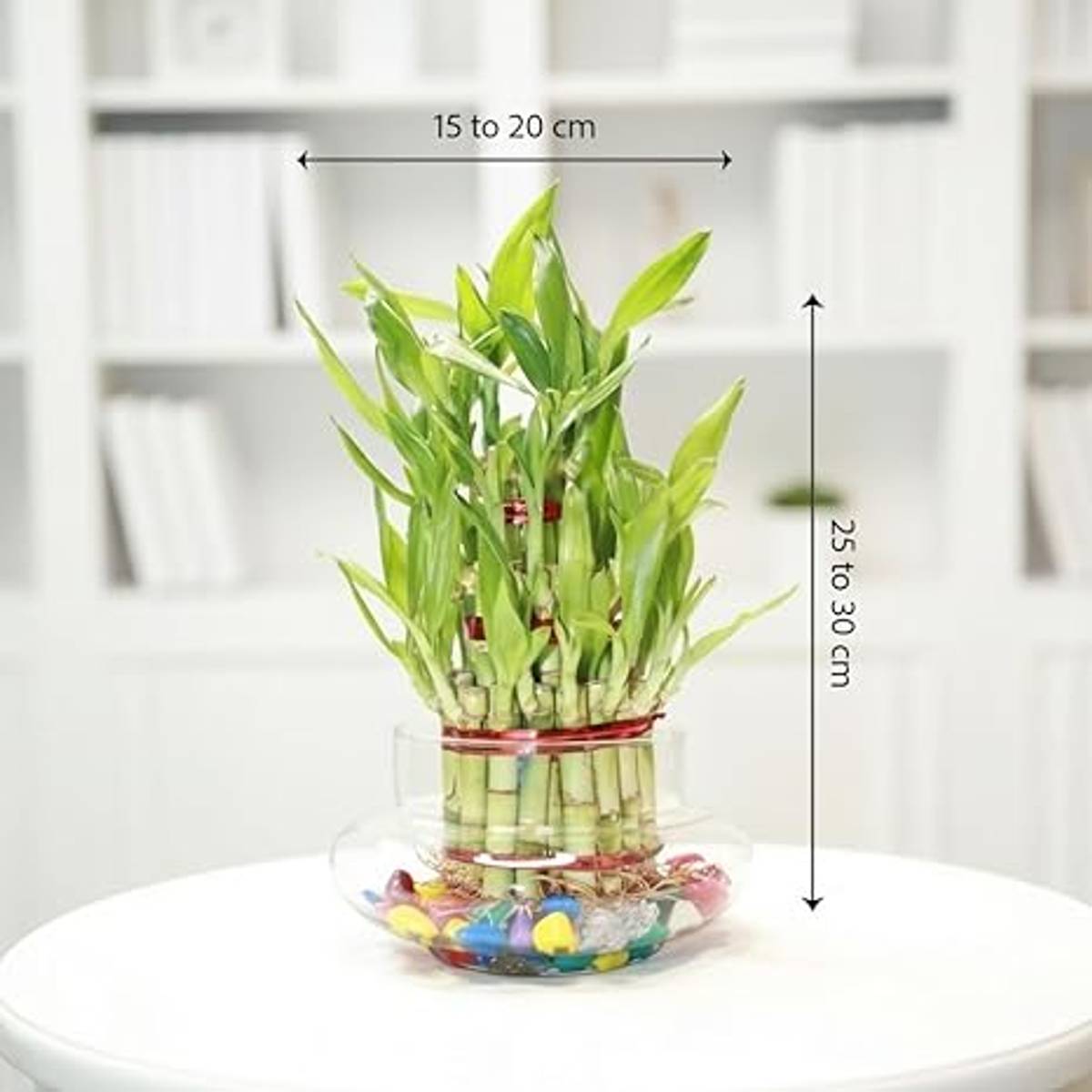 Lucky Bamboo Stalks 3 Layer – Live Plant for DIY Vase or Planter (No Container), pack of 1 — photo 4