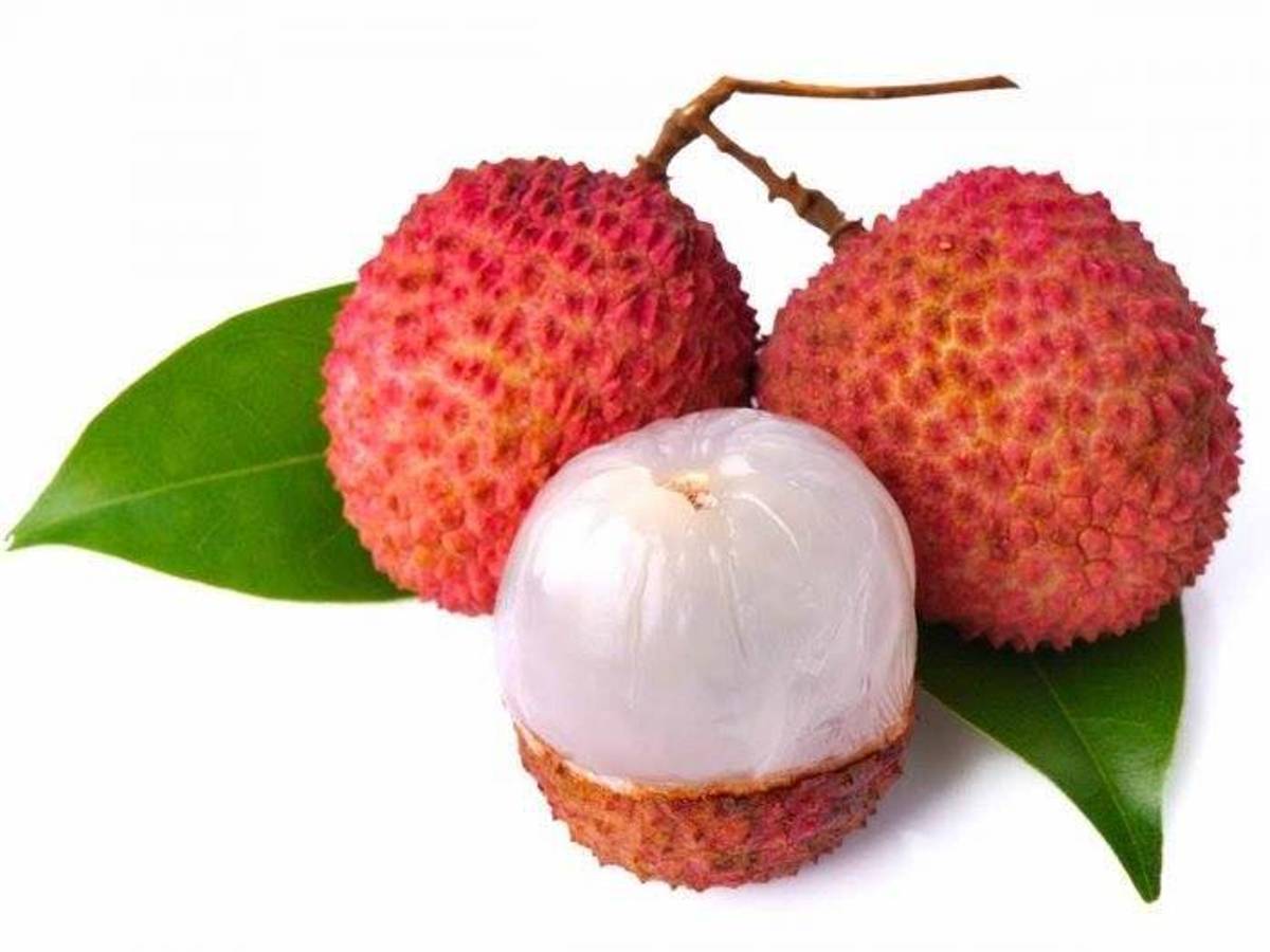 Bombay Litchi Fruit Plant — photo 2