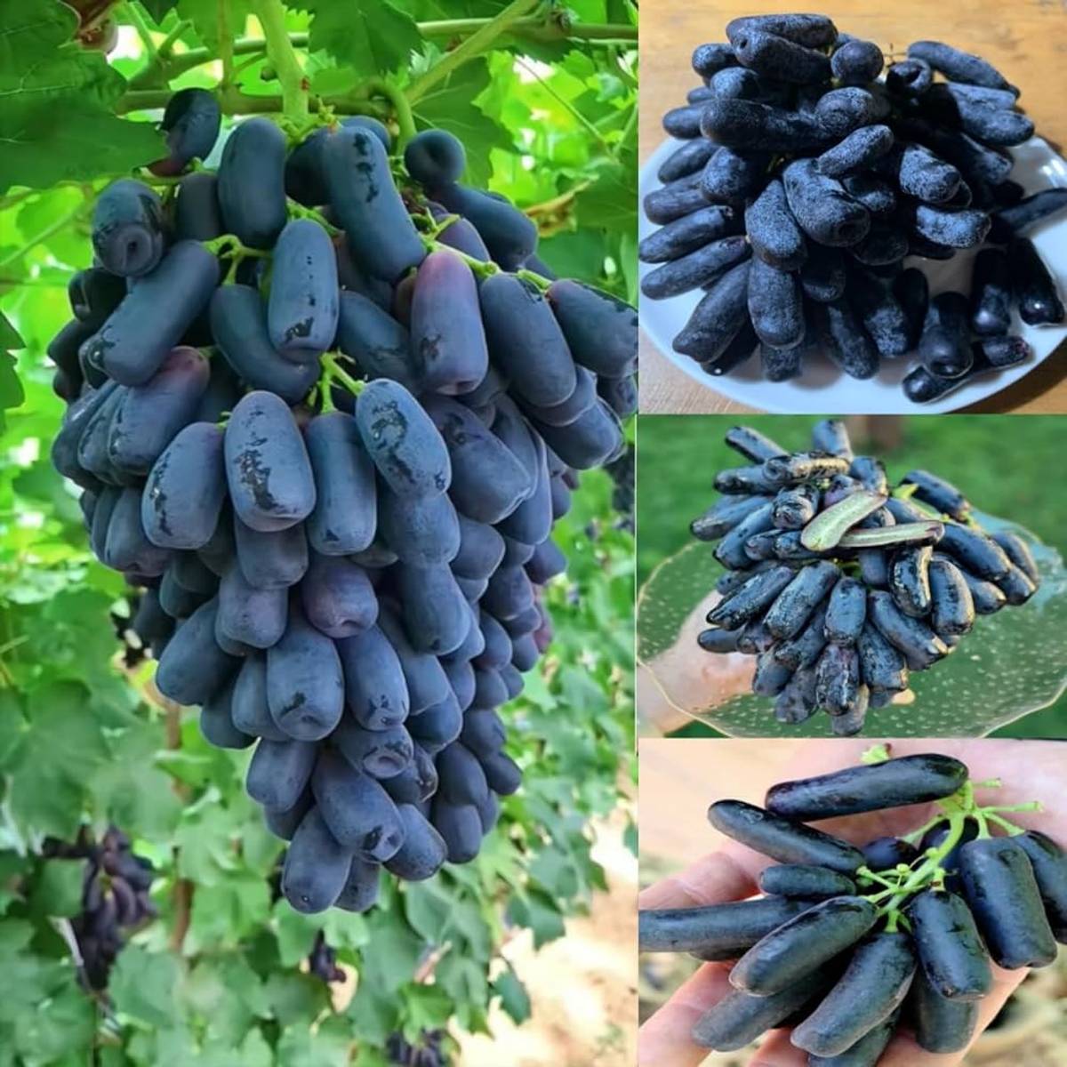 Black Sharad Seedless Grapes (Angoor) Layering Grafted Fruit Plant