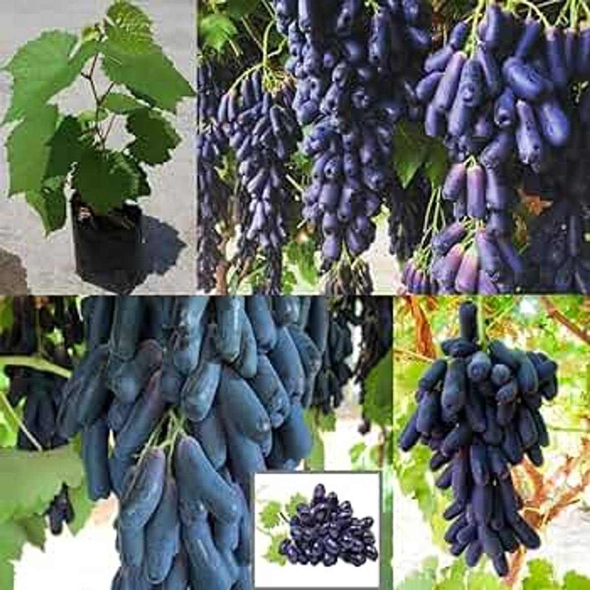 Black Sharad Seedless Grapes (Angoor) Layering Grafted Fruit Plant — photo 2
