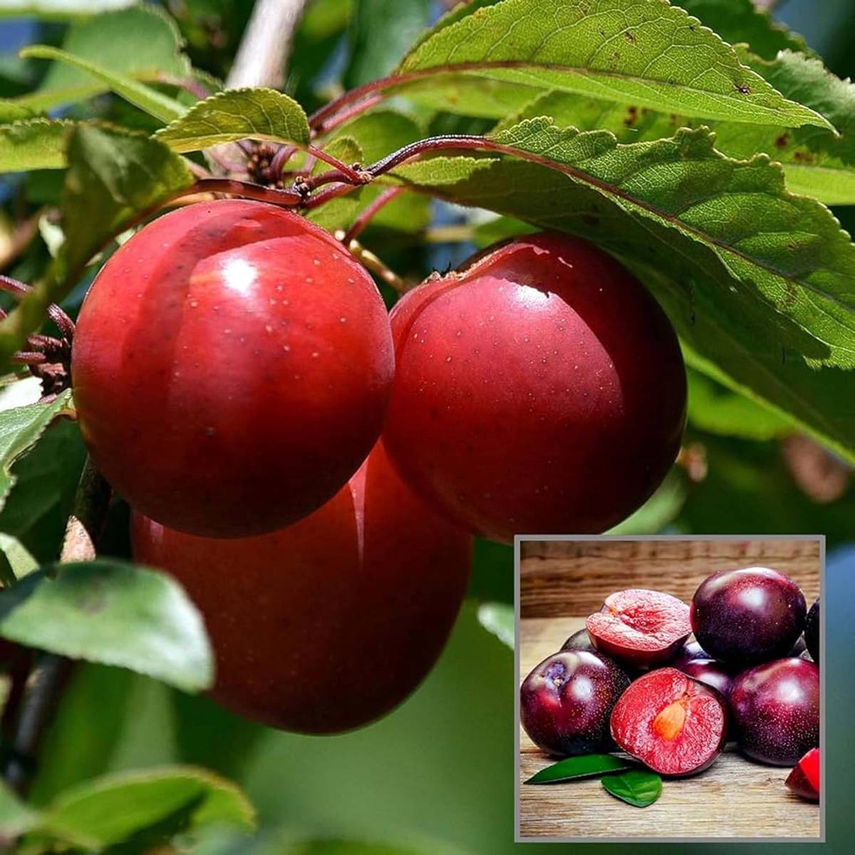 Red Plum Aloo Bukhara Layering Grafted Fruit Plant