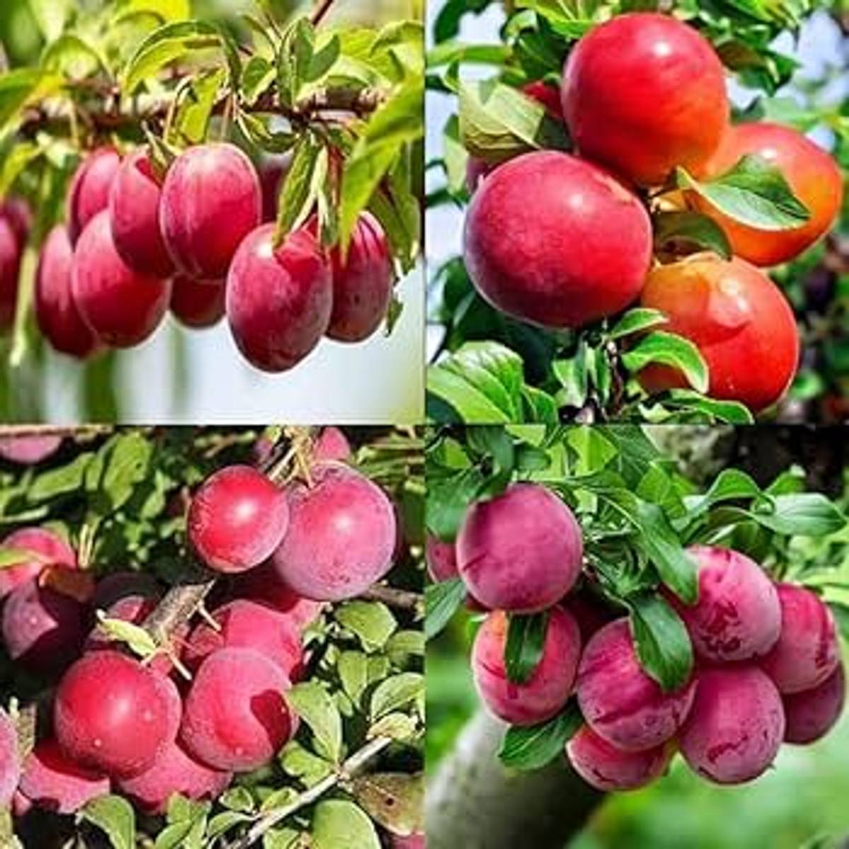 Red Plum Aloo Bukhara Layering Grafted Fruit Plant — photo 2