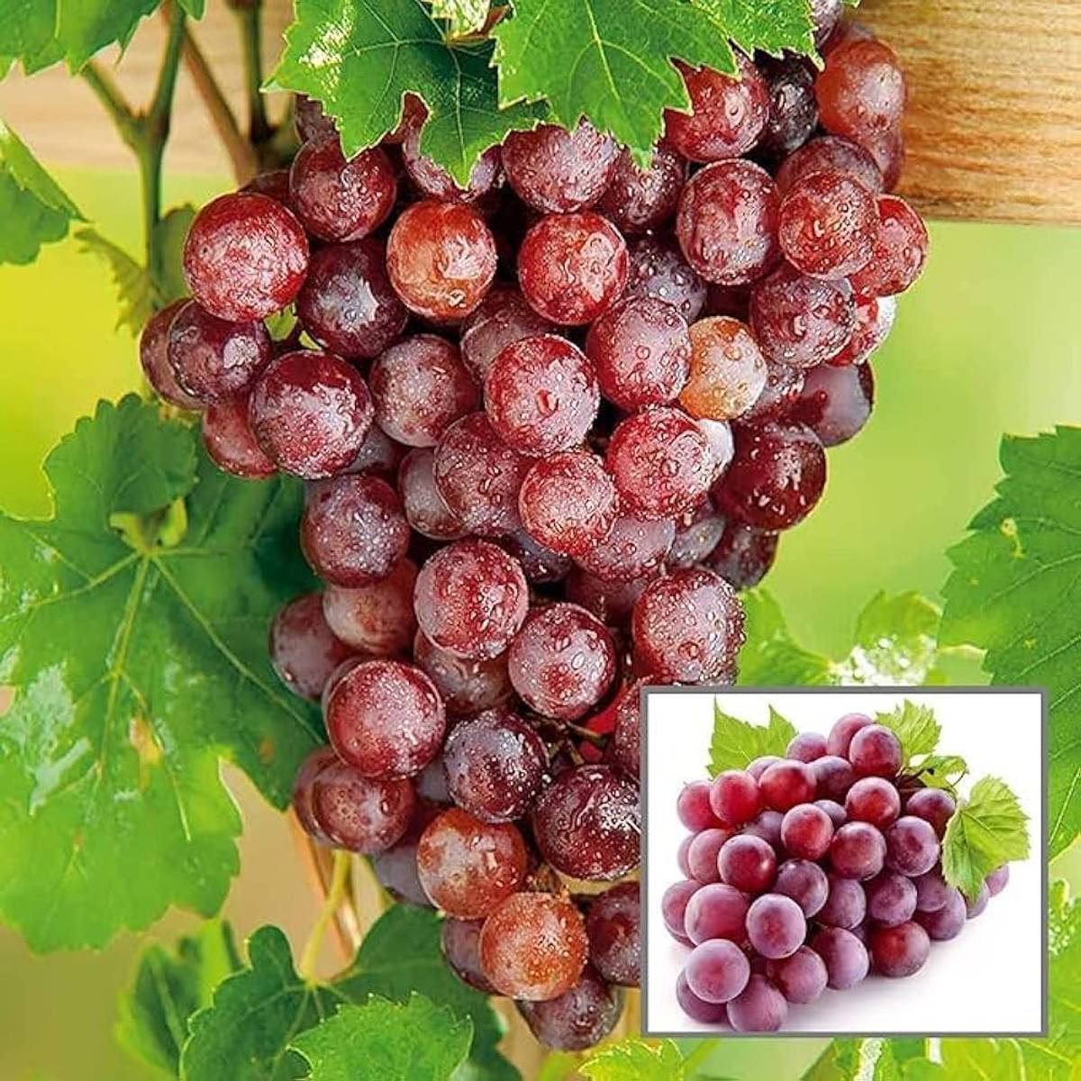 Red Flame Seedless Grapes Angoor Layering Grafted Fruit Plant