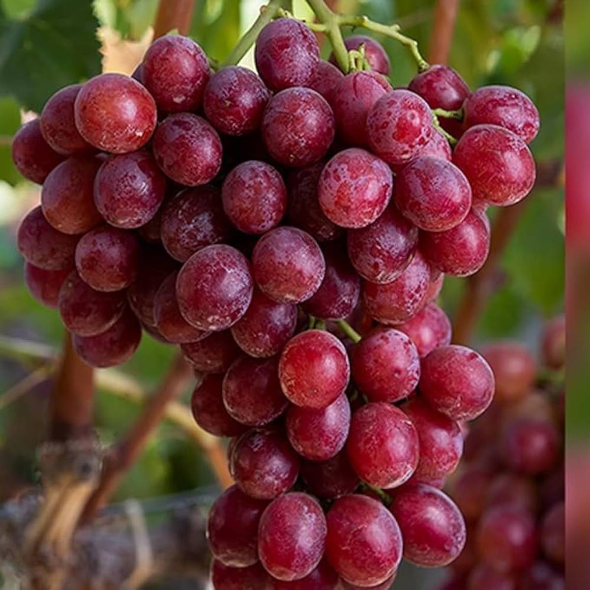 Red Flame Seedless Grapes Angoor Layering Grafted Fruit Plant — photo 2
