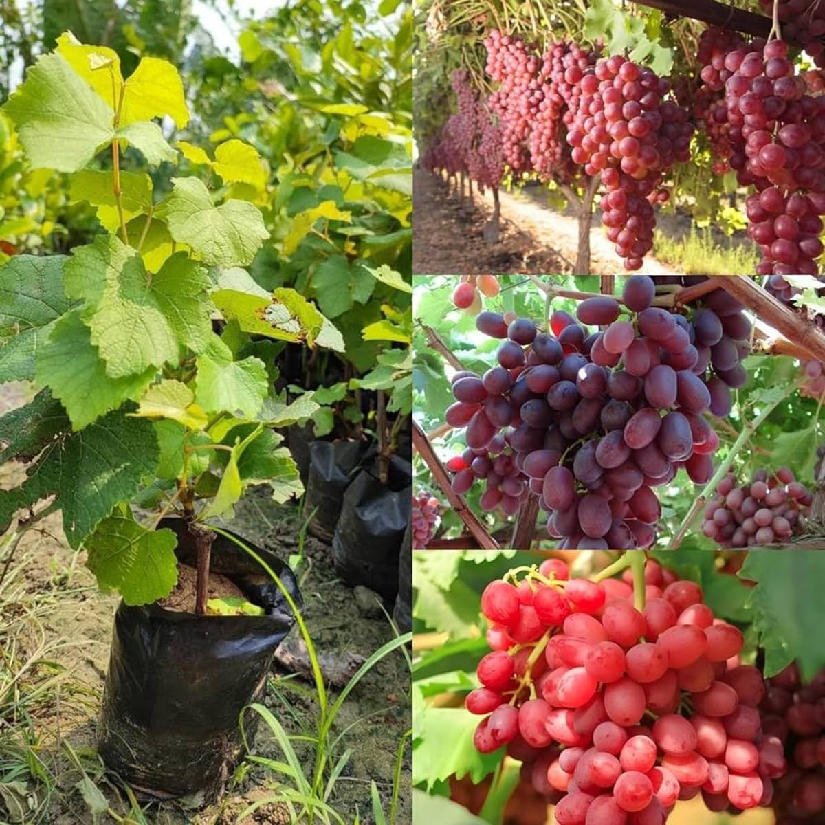 Red Flame Seedless Grapes Angoor Layering Grafted Fruit Plant — photo 3