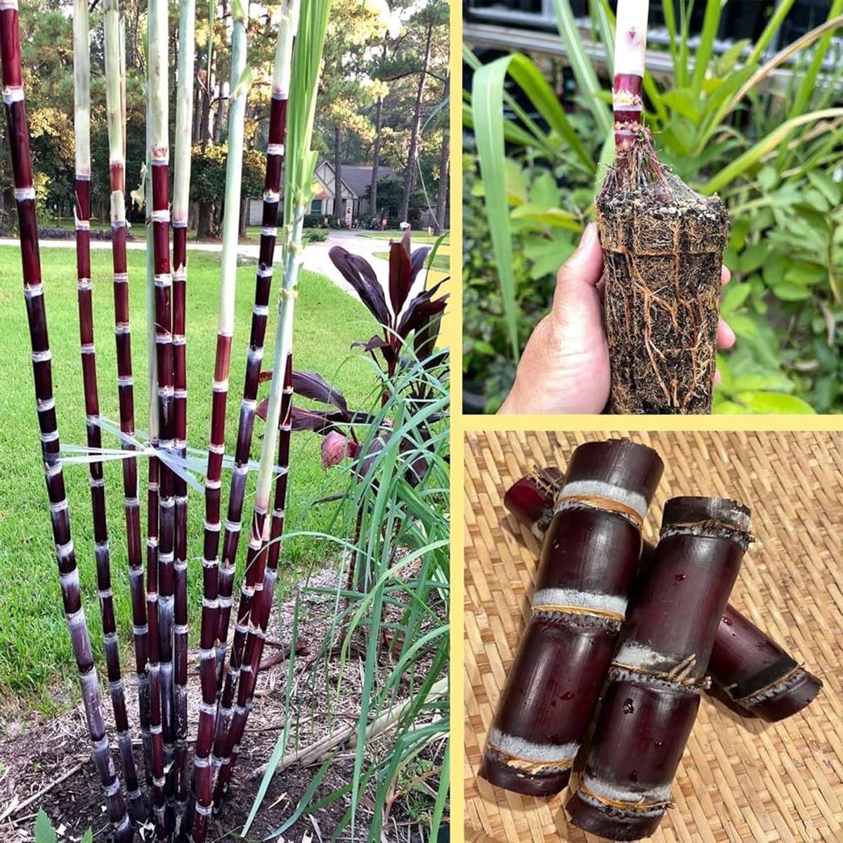 Soft Filipino Black Sugarcane Ganna Plant