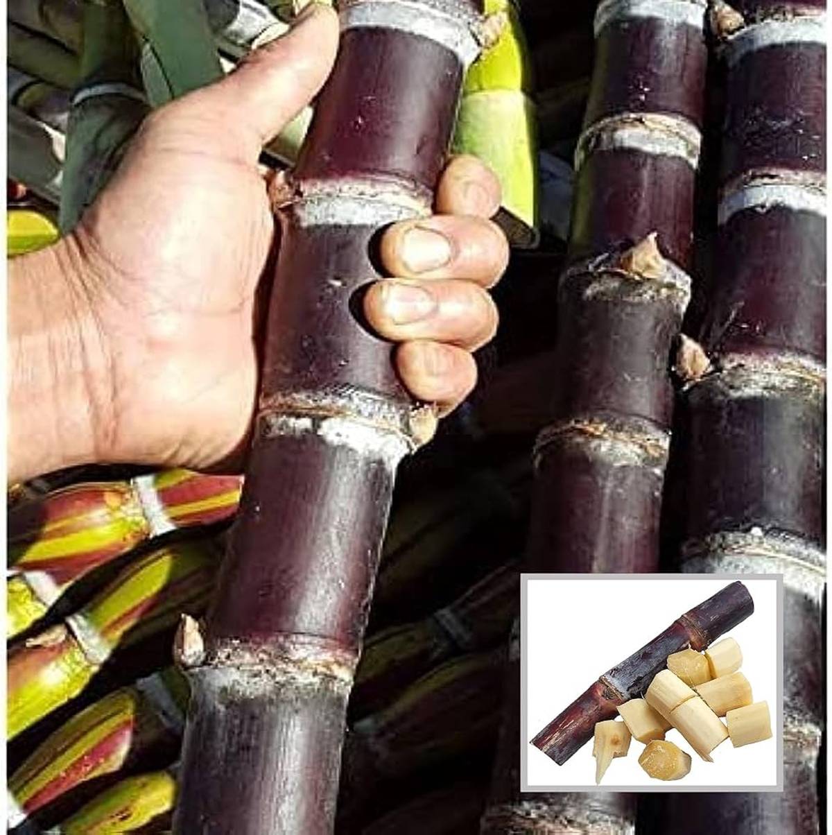 Soft Filipino Black Sugarcane Ganna Plant — photo 2