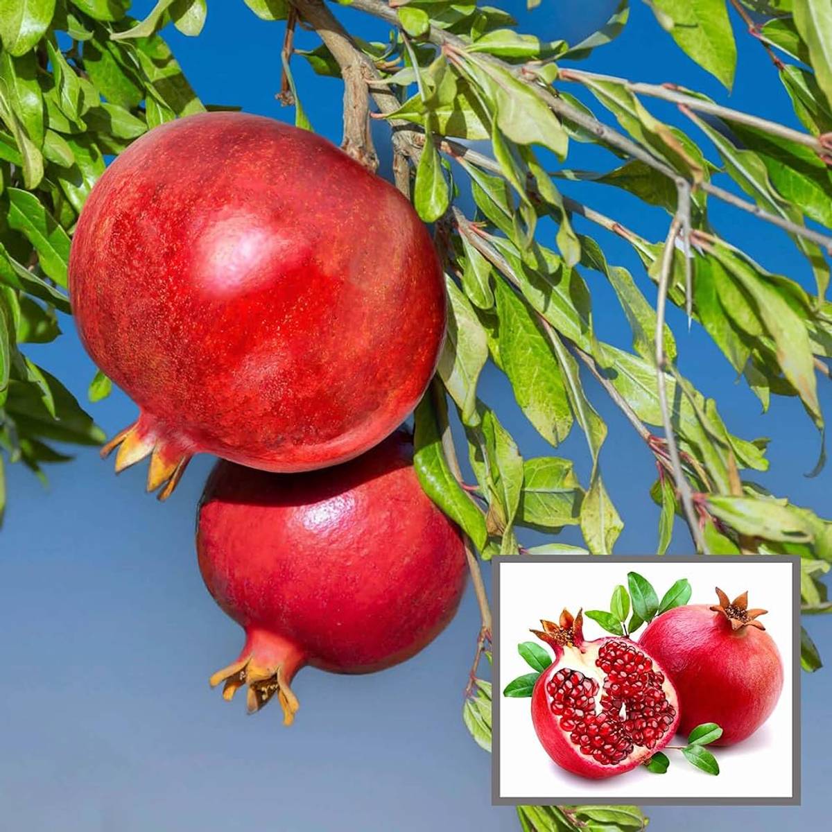 Israeli Rimon Pomegranate Anar Layering Grafted Fruit Plant