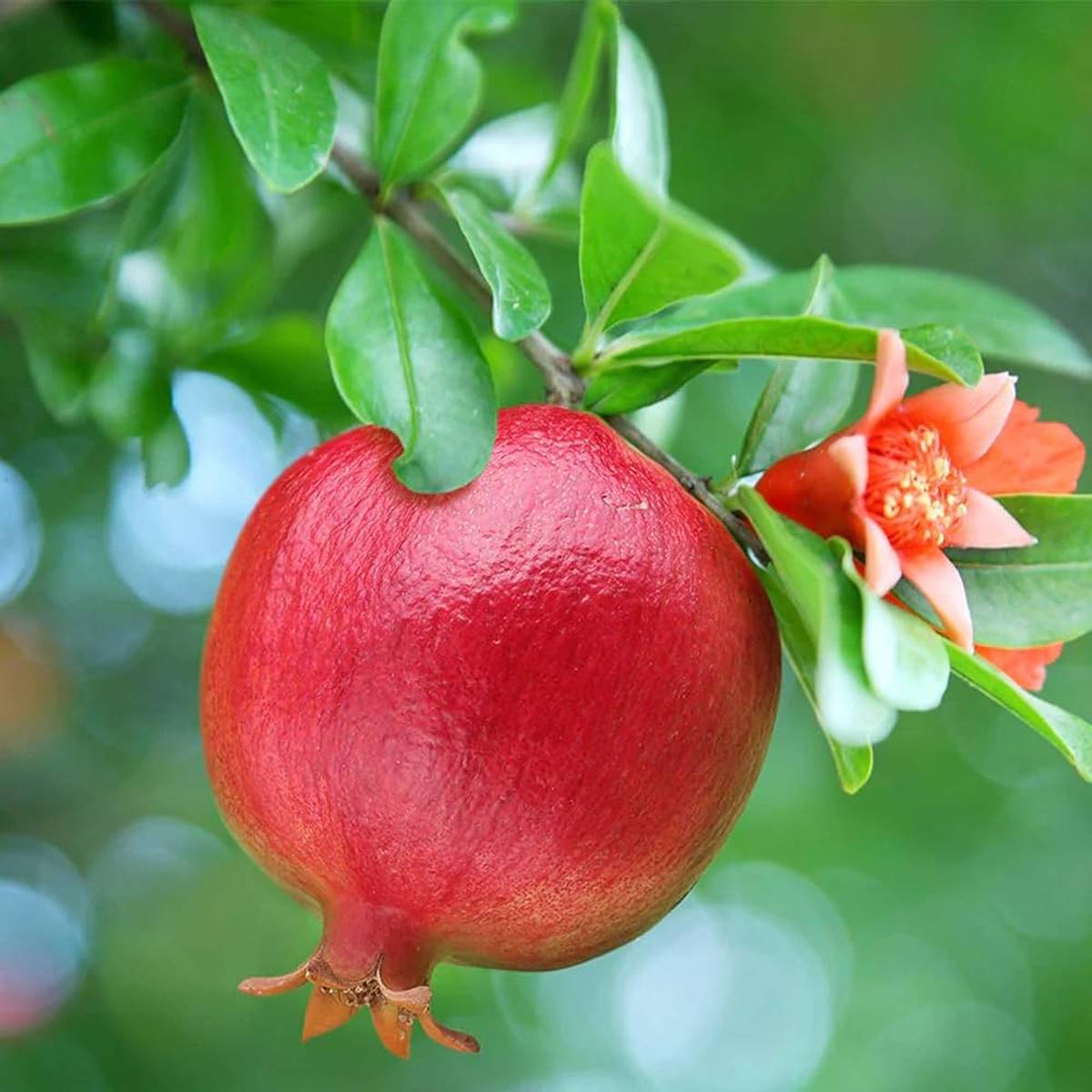 Israeli Rimon Pomegranate Anar Layering Grafted Fruit Plant — photo 2