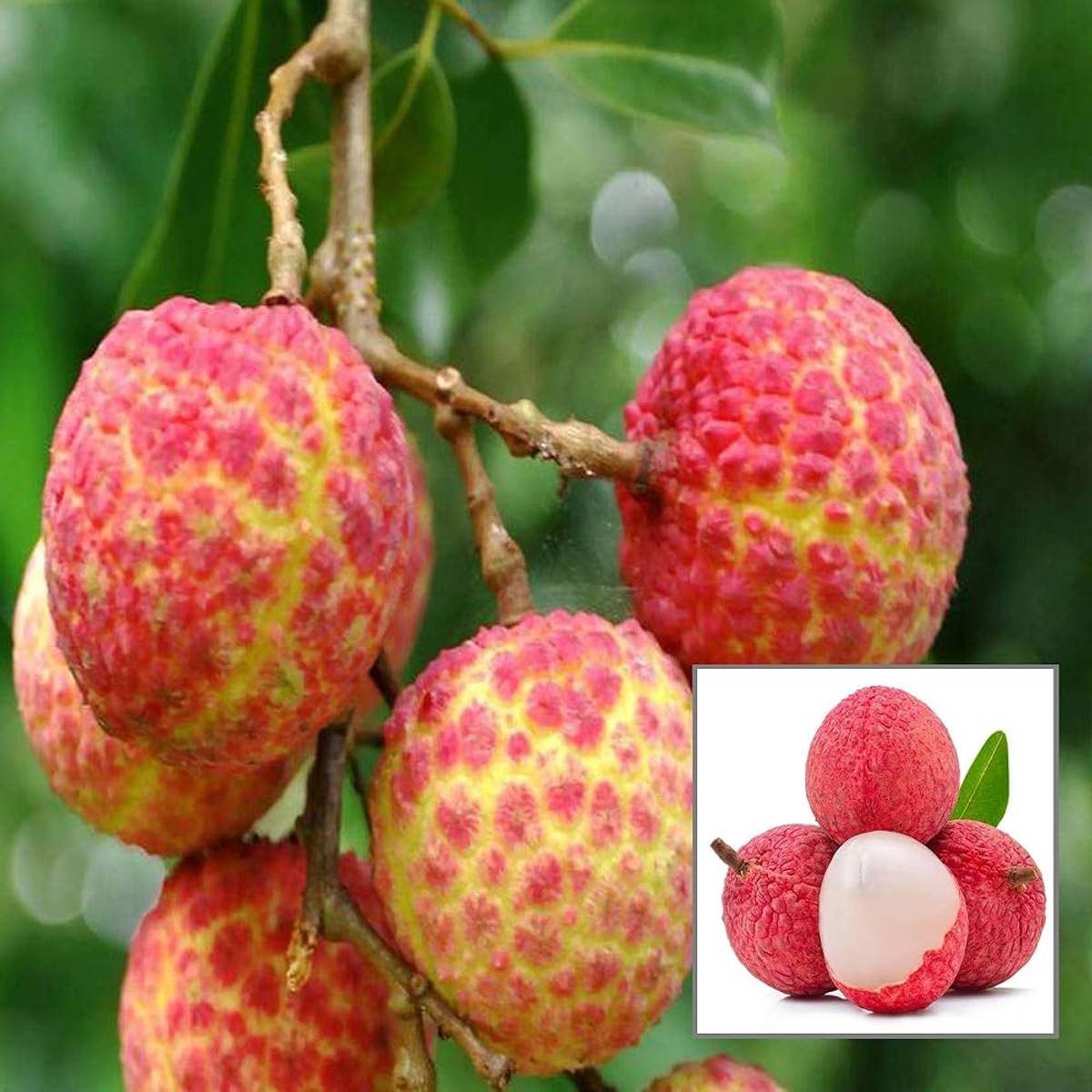 Chinensis Litchi Layering Grafted Fruit Plant