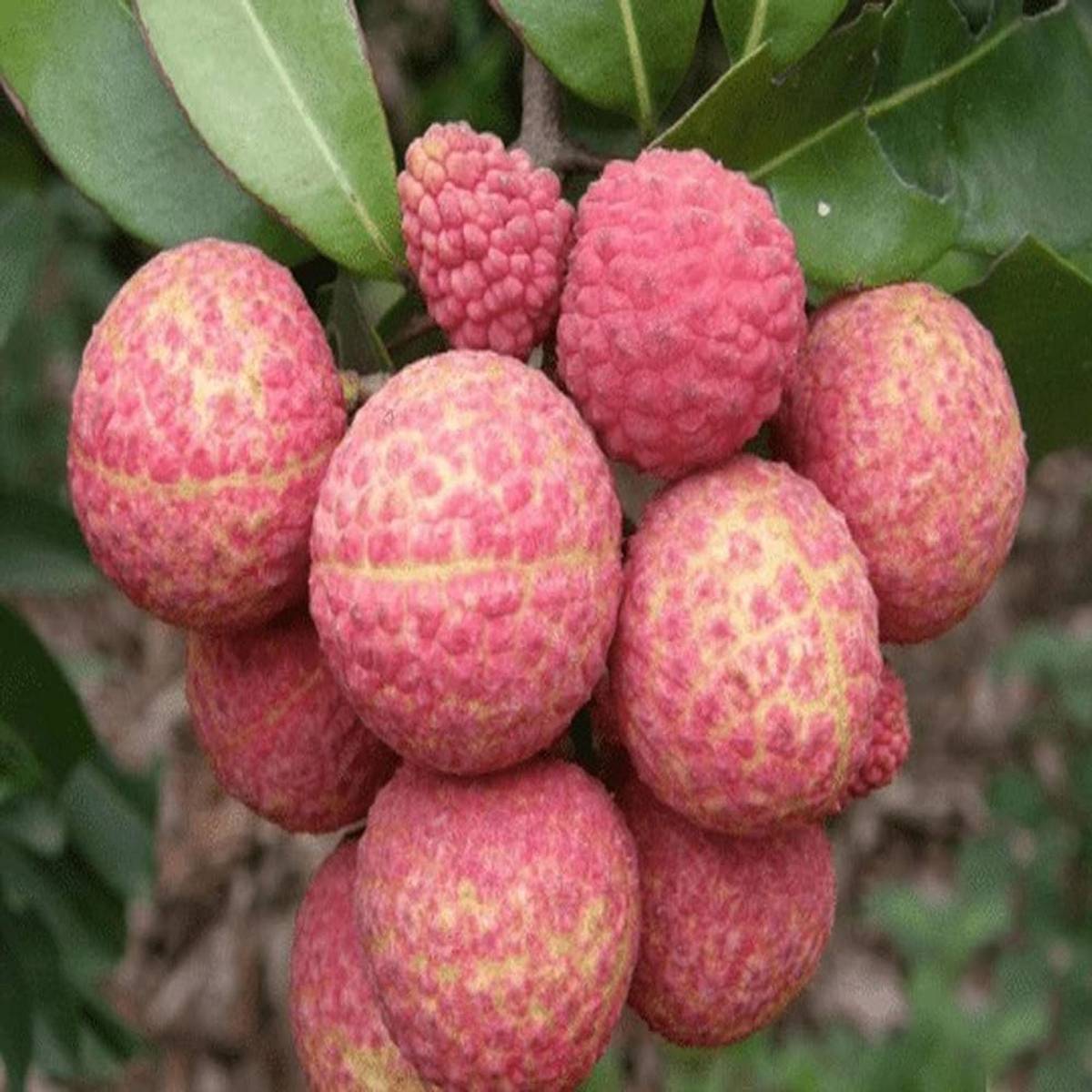 Chinensis Litchi Layering Grafted Fruit Plant — photo 2