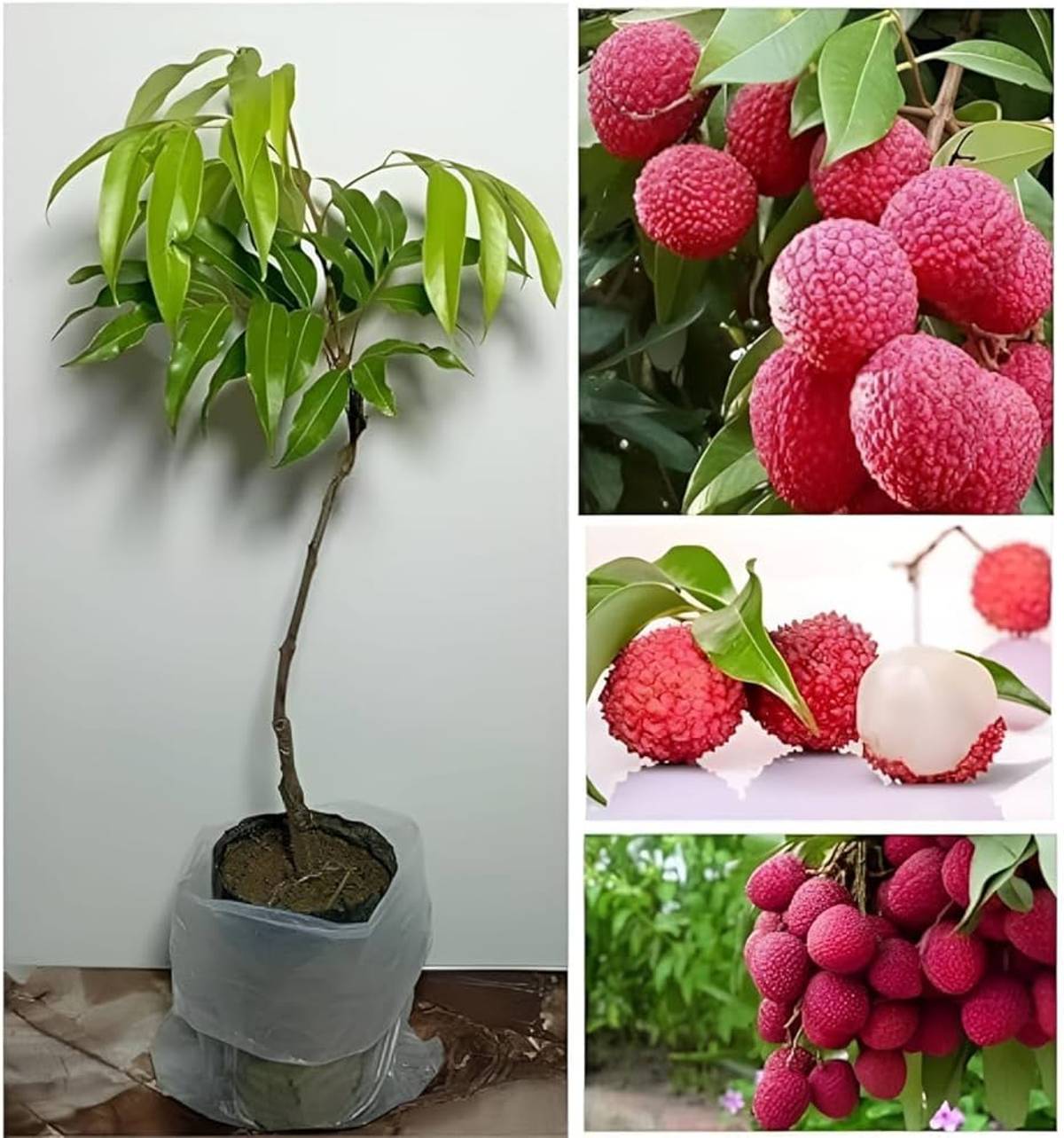 Chinensis Litchi Layering Grafted Fruit Plant — photo 3