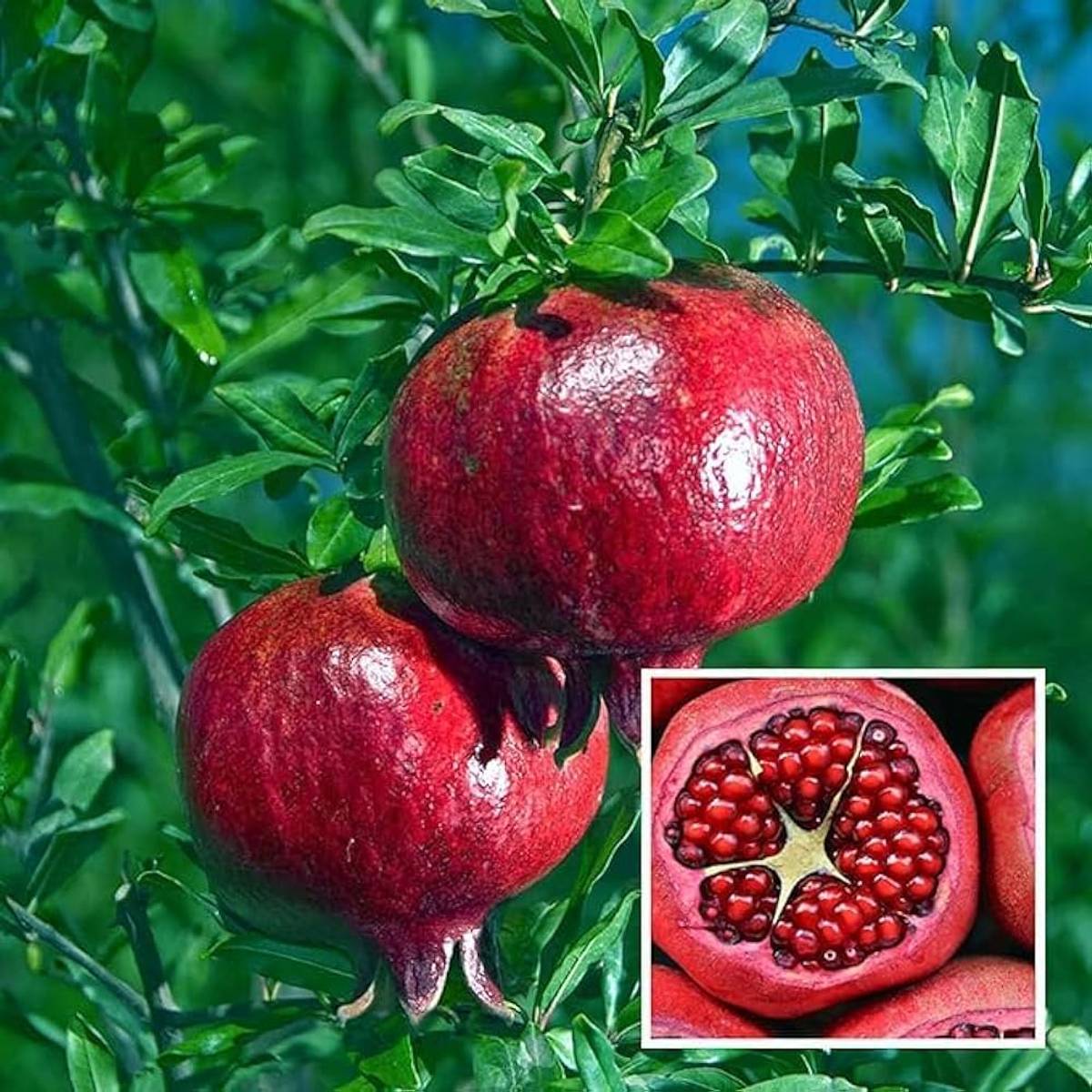 Granada Pomegranate Anar Layering Grafted Fruit Plant