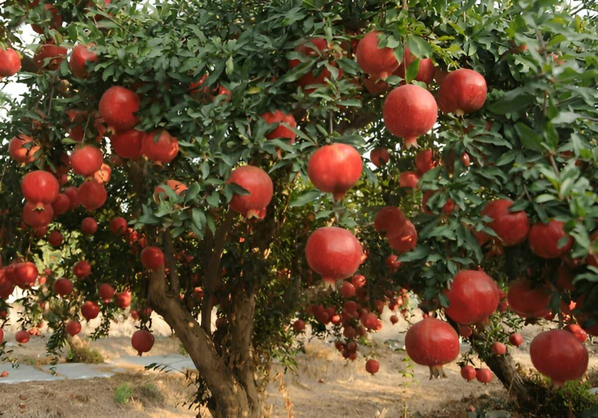 Granada Pomegranate Anar Layering Grafted Fruit Plant — photo 2