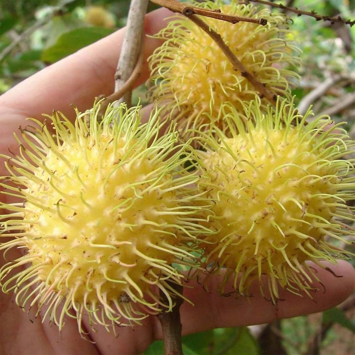 E35 Rambutan Grafted Fruit Plant