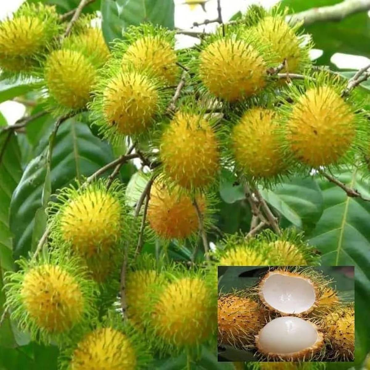 E35 Rambutan Grafted Fruit Plant — photo 2