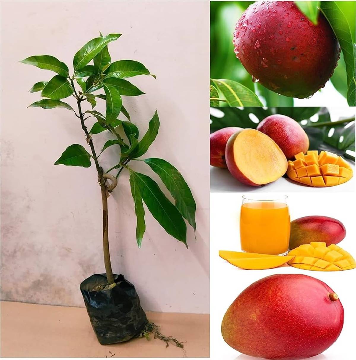 Sindur Kouta Mango Plant | Sweet Red Saffron Mango | Premium Grafted Hybrid