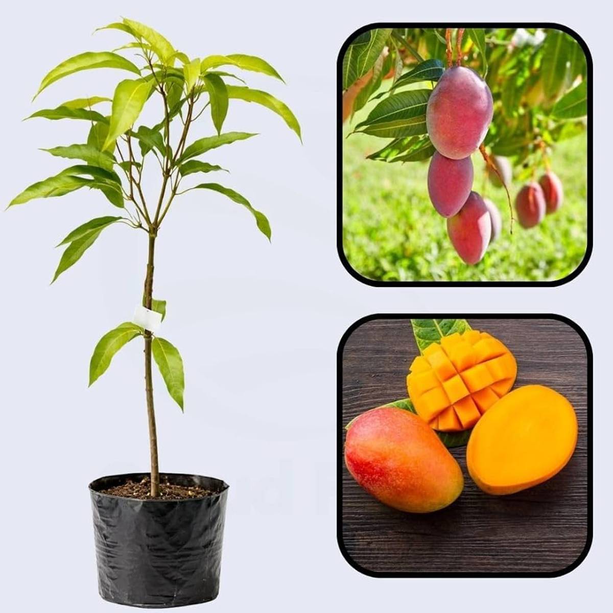 Sindur Kouta Mango Plant | Sweet Red Saffron Mango | Premium Grafted Hybrid — photo 2