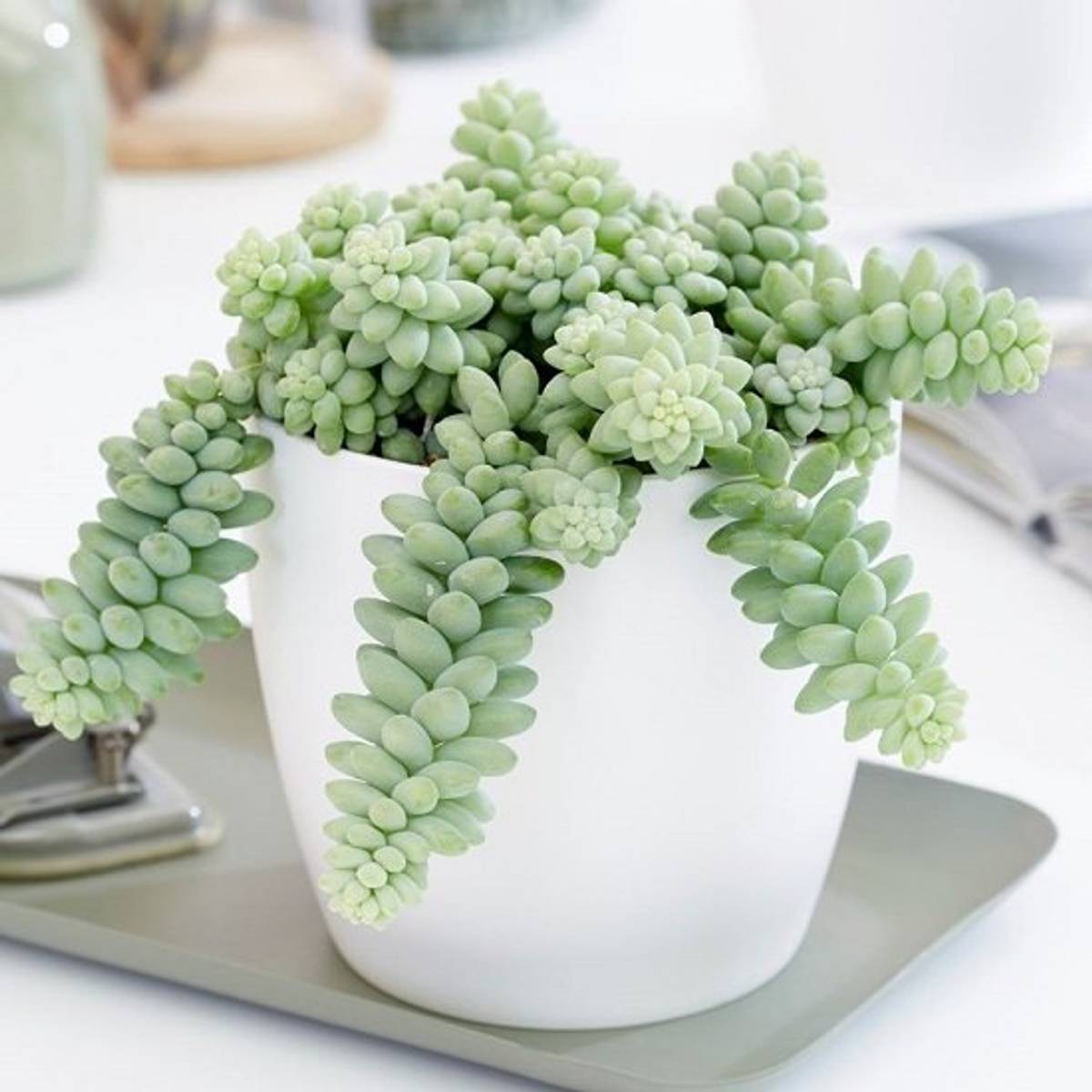 Succulent Plant