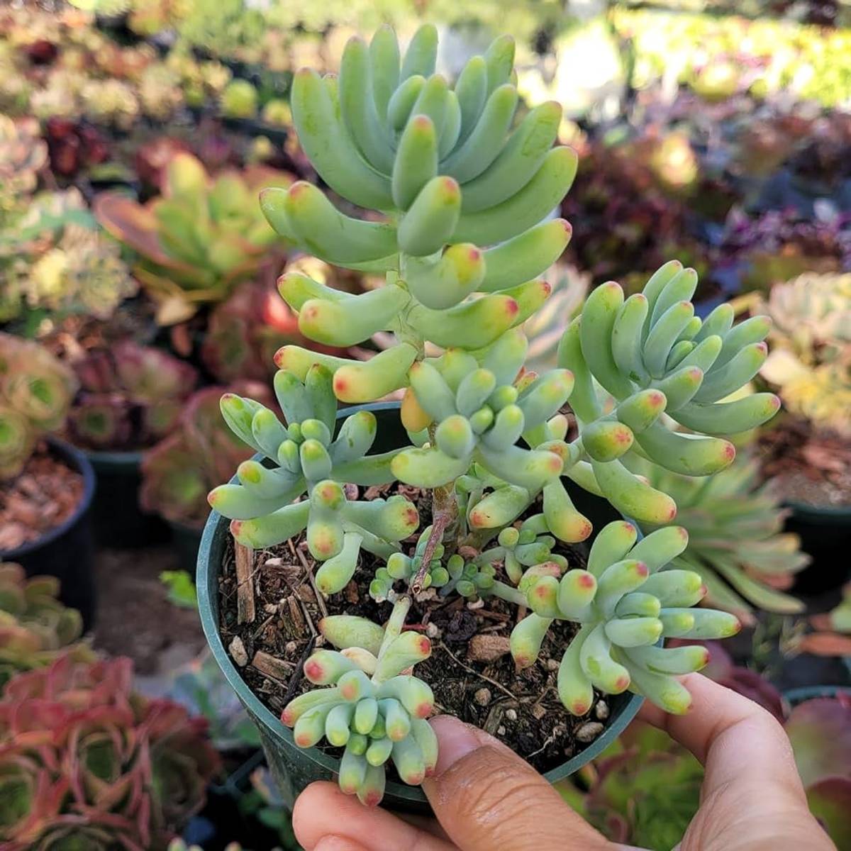 Succulent Plant — photo 2