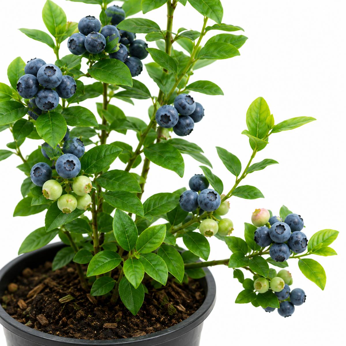 Blueberry Fruit Plant – Healthy Live Plant for Home Garden