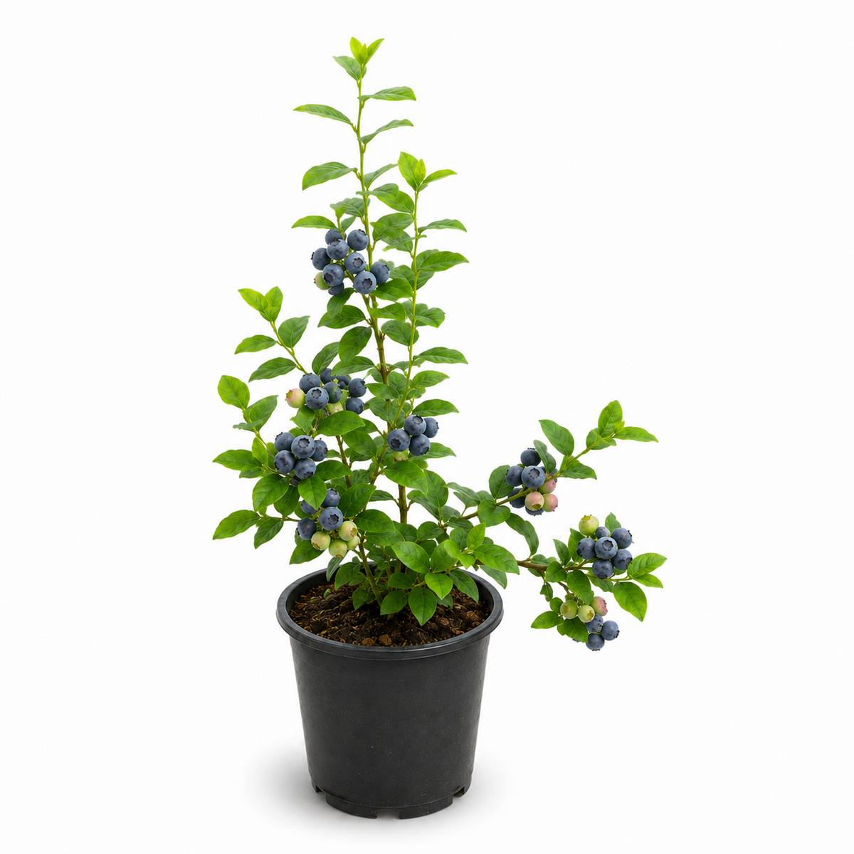 Blueberry Fruit Plant – Healthy Live Plant for Home Garden — photo 3