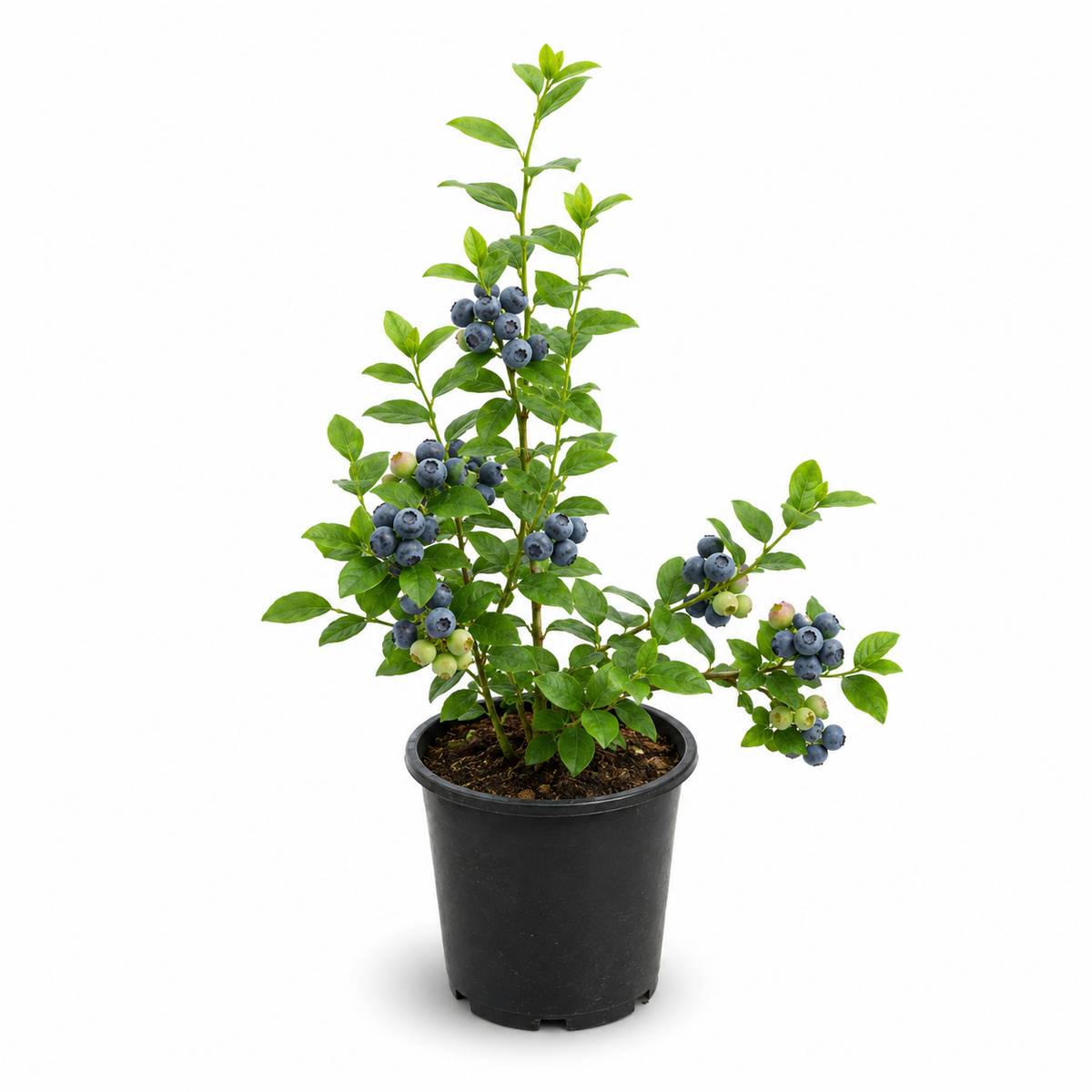 Blueberry Fruit Plant – Healthy Live Plant for Home Garden — photo 4
