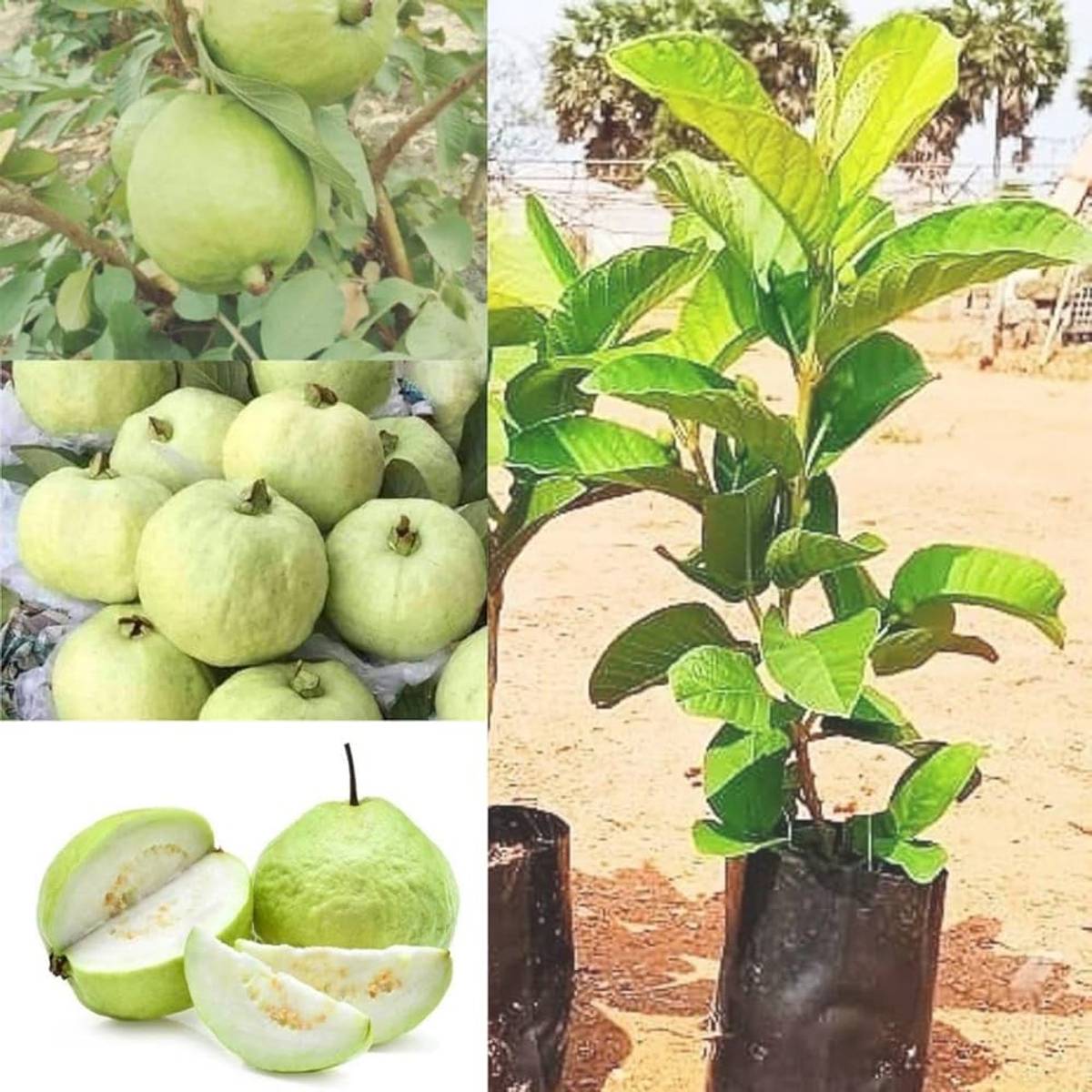 Vnr Guava Plant – Large Sweet Guava | Premium High-Yield Fruit Plant