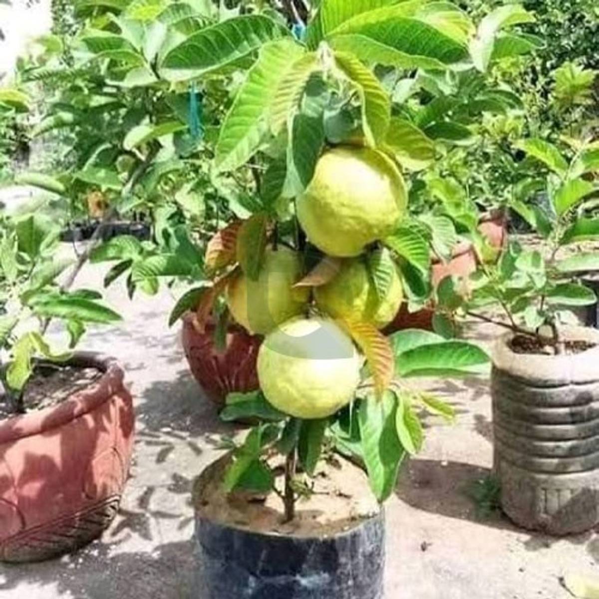Vnr Guava Plant – Large Sweet Guava | Premium High-Yield Fruit Plant — photo 2