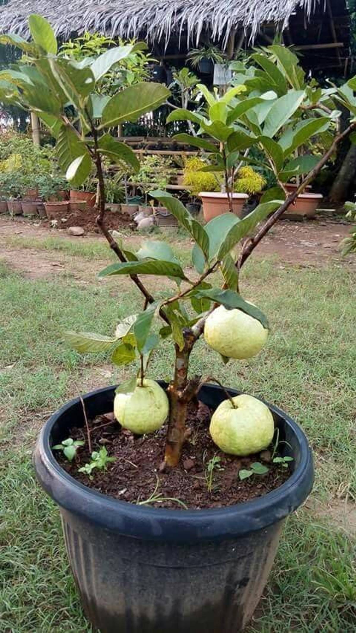 Vnr Guava Plant – Large Sweet Guava | Premium High-Yield Fruit Plant — photo 3