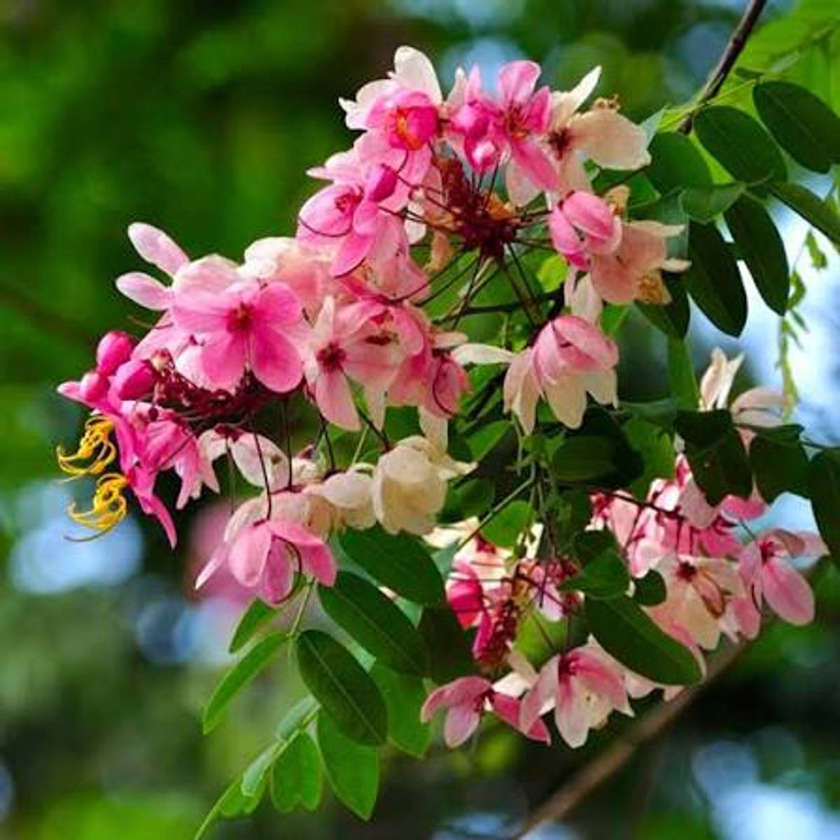 Cassia Grandis Plant – Pink Shower Tree Live Flowering Plant