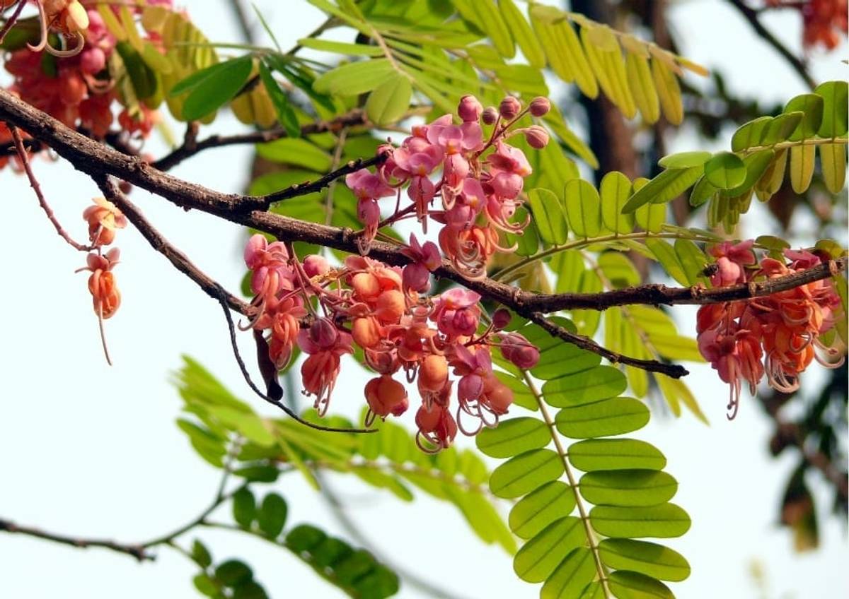 Cassia Grandis Plant – Pink Shower Tree Live Flowering Plant — photo 2