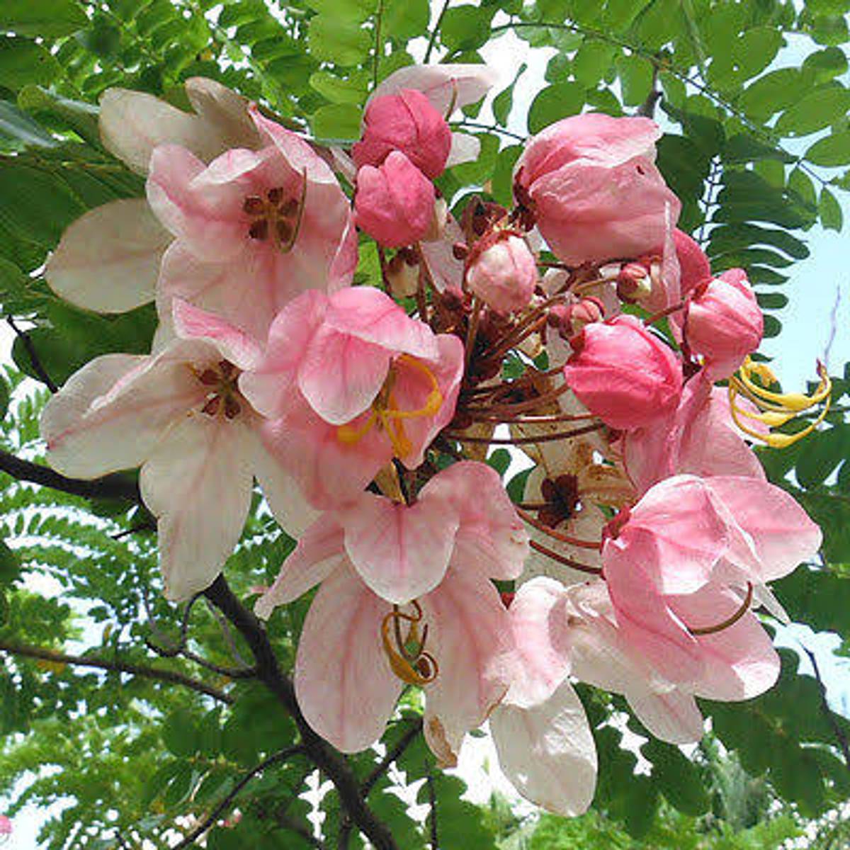 Cassia Grandis Plant – Pink Shower Tree Live Flowering Plant — photo 3