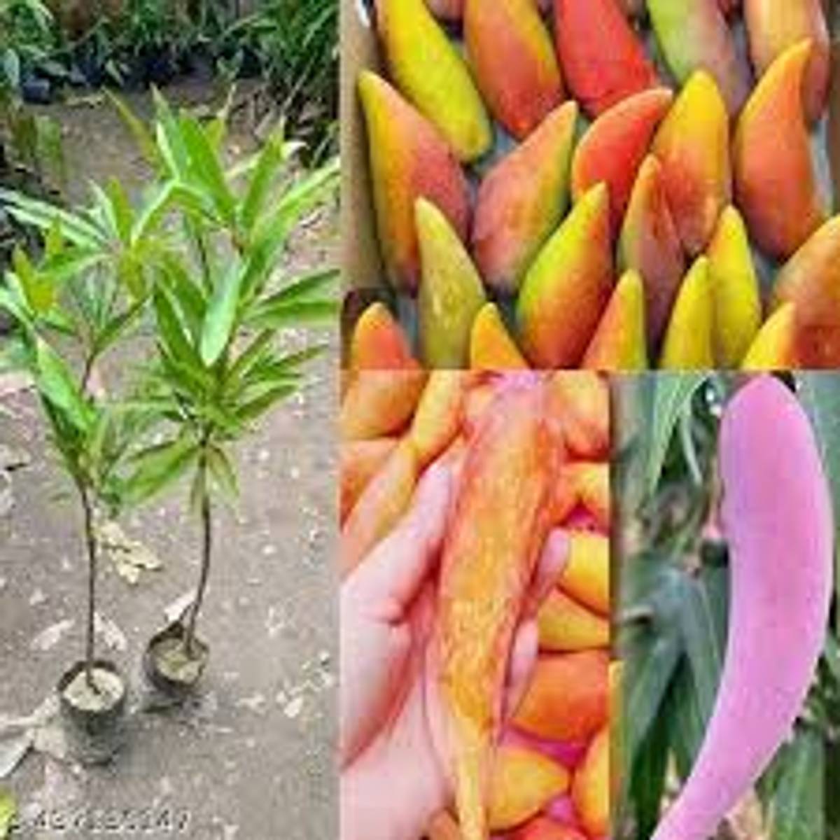 Chilli Mango Plant – Exotic Long-Shaped Sweet Mango Live Fruit Plant