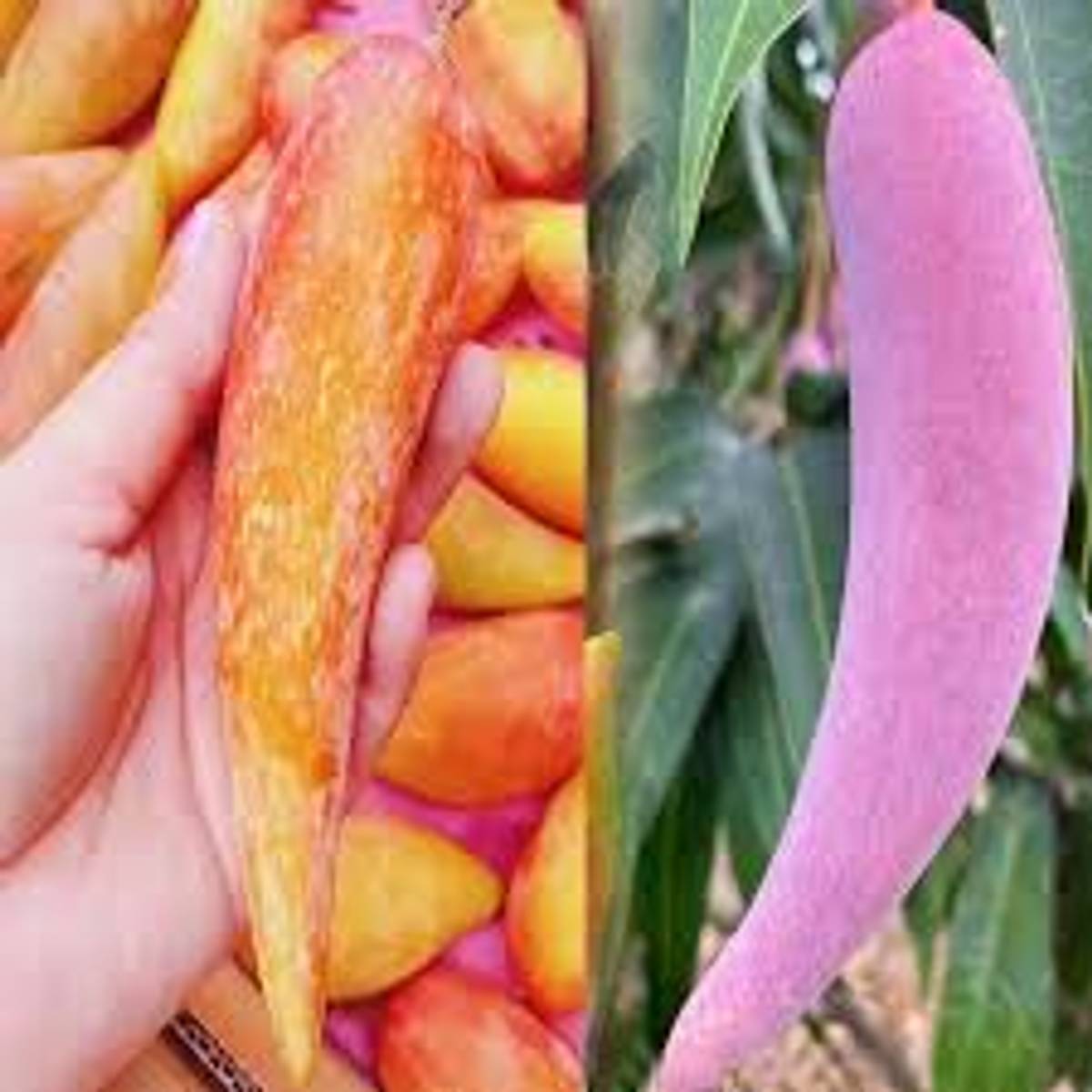 Chilli Mango Plant – Exotic Long-Shaped Sweet Mango Live Fruit Plant — photo 2