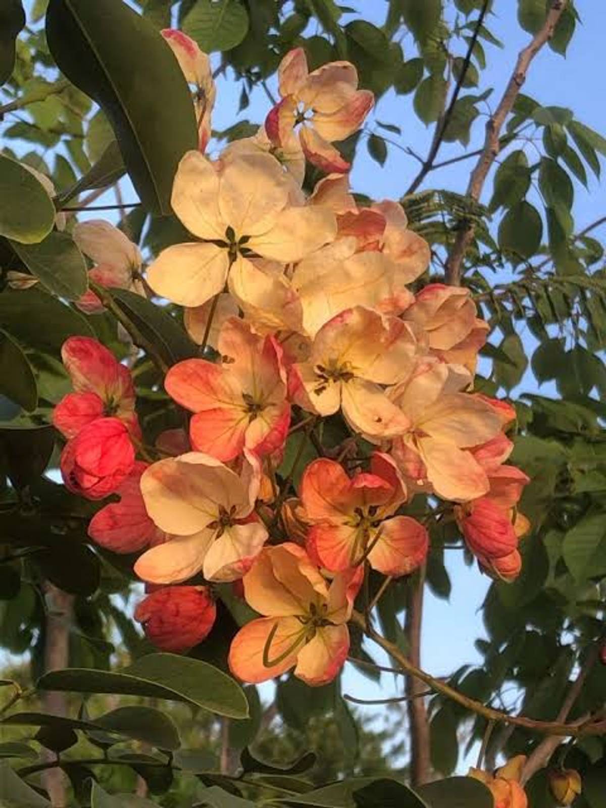 Rainbow Shower Tree Plant – Cassia × Nealiae Live Flowering Plant — photo 2