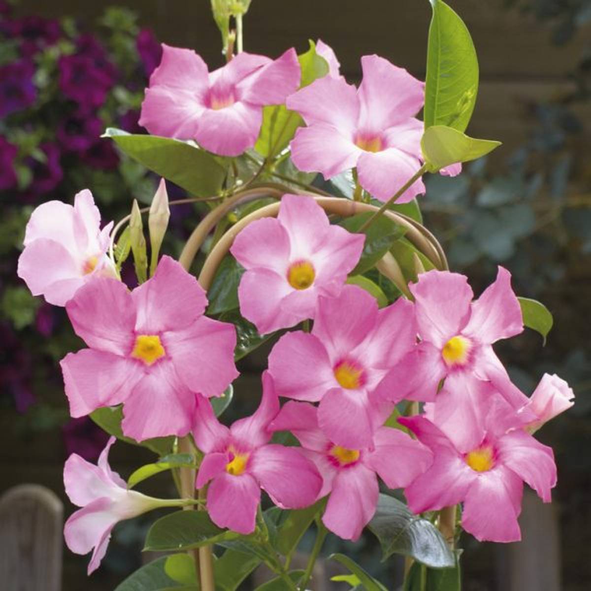 Pink Dipladenia / Mandevilla Plant | Heavy Flowering Climbing Vine | Outdoor Garden Plant