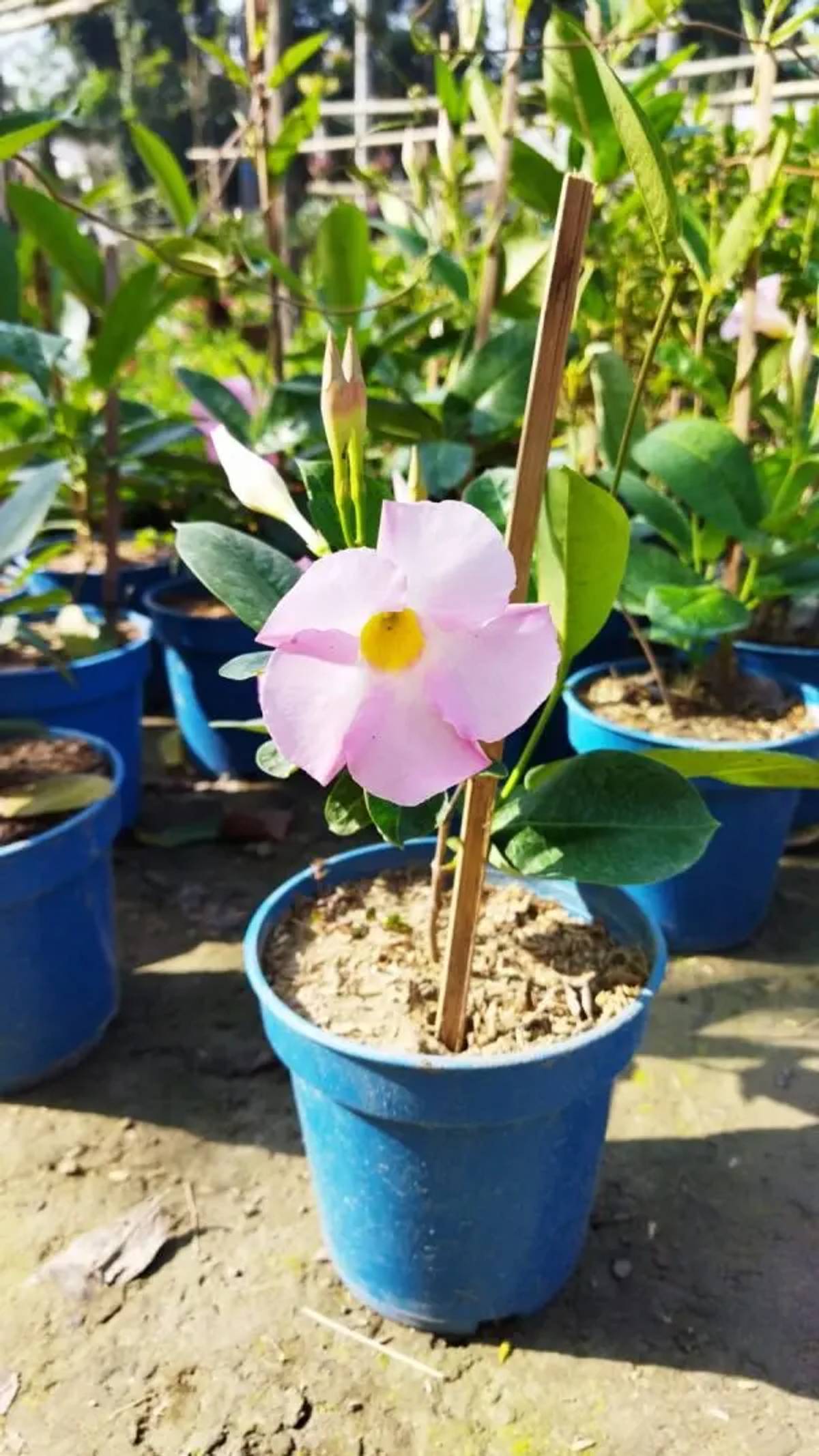 Pink Dipladenia / Mandevilla Plant | Heavy Flowering Climbing Vine | Outdoor Garden Plant — photo 3