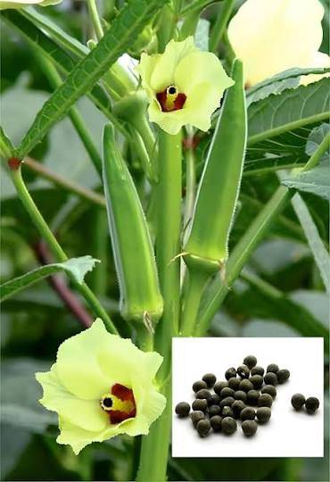 Okra Seeds (Lady Finger / Bhindi) – 100g Pack | NewnessPlant