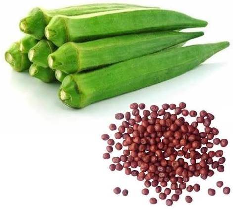 Okra Seeds (Lady Finger / Bhindi) – 100g Pack | NewnessPlant — photo 2