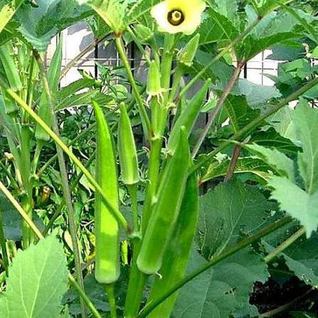 Okra Seeds (Lady Finger / Bhindi) – 100g Pack | NewnessPlant — photo 3