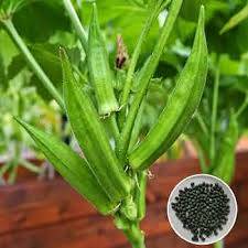 Okra Seeds (Lady Finger / Bhindi) – 100g Pack | NewnessPlant — photo 4