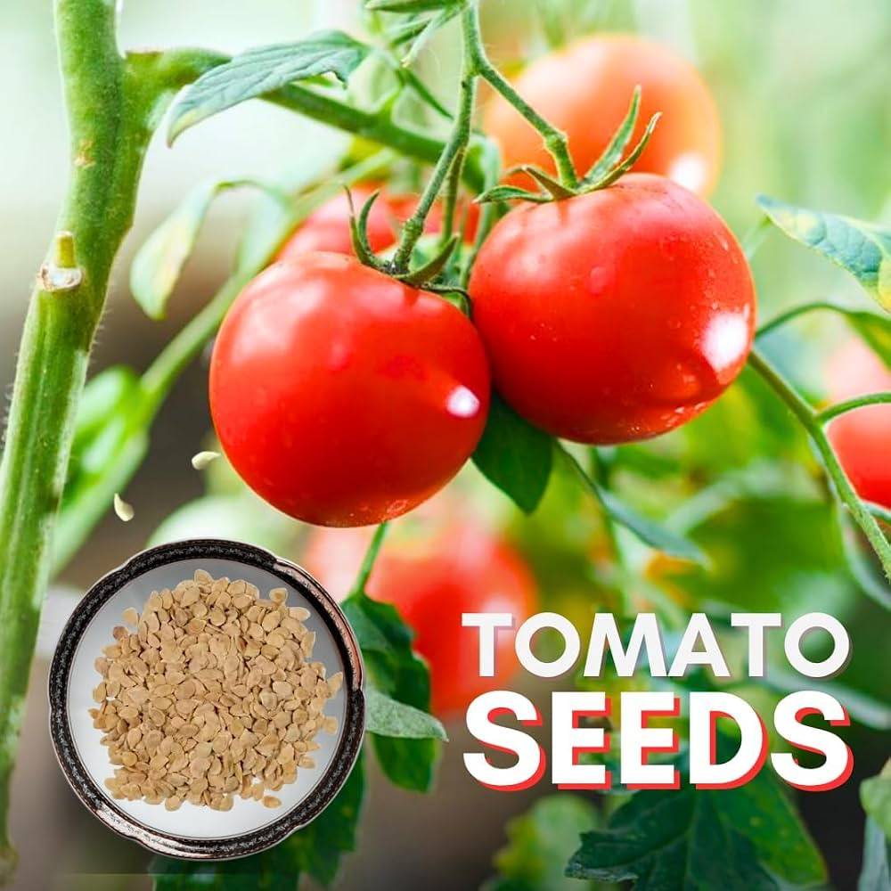 Tomato Seeds (Tamatar Beej) – 100g Pack | Vegetable Seeds for Home Gardening