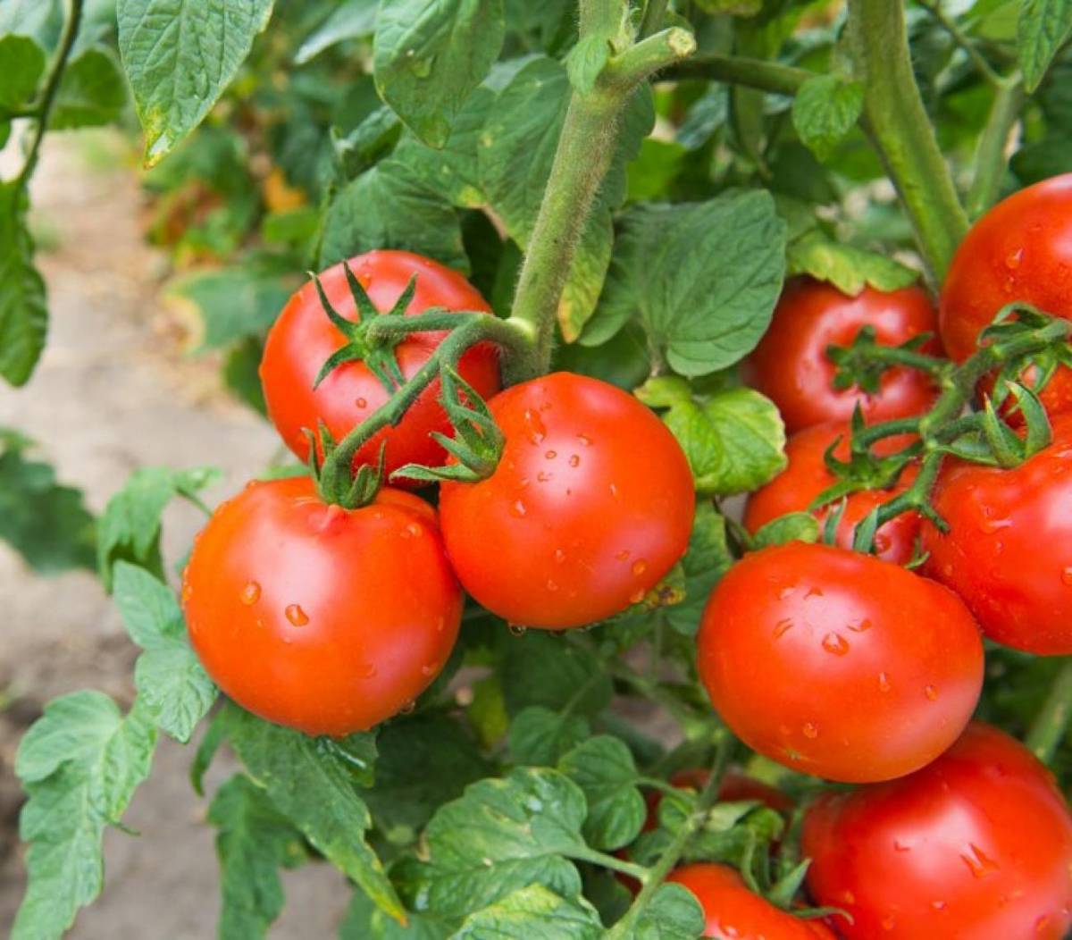 Tomato Seeds (Tamatar Beej) – 100g Pack | Vegetable Seeds for Home Gardening — photo 3