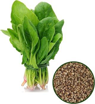Palak Seeds (Spinach / Palong Shak) – 100g Pack | NewnessPlant