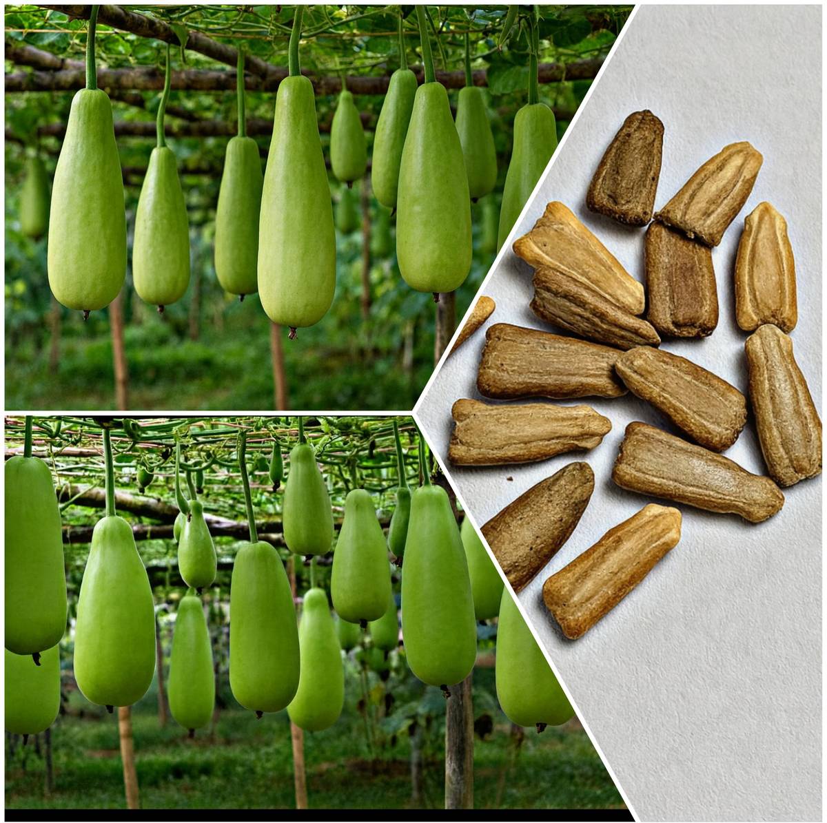 Bottle Gourd Seeds (Lauki / Lau Beej) | Vegetable Seeds for Sowing – NewnessPlant
