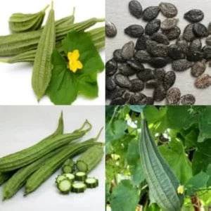 Ridge Gourd Seeds (Jhinge / Turai) – 100g Pack | NewnessPlant