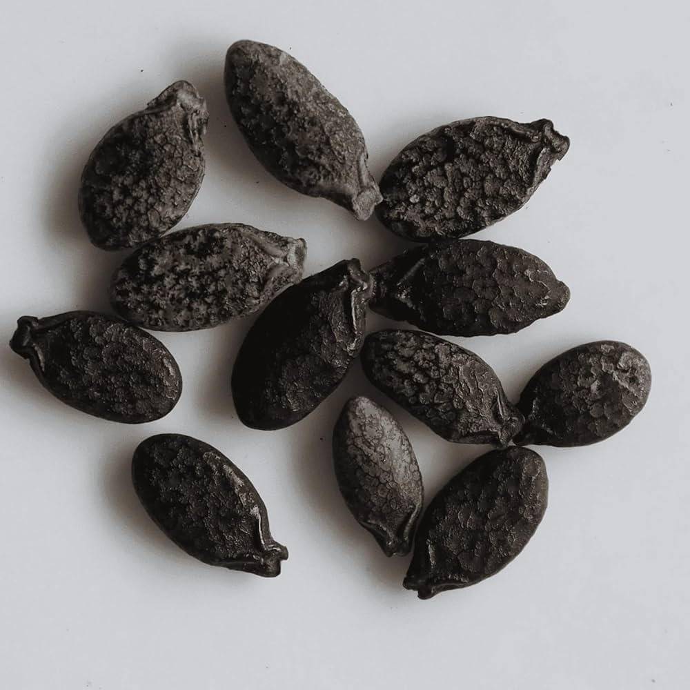 Ridge Gourd Seeds (Jhinge / Turai) – 100g Pack | NewnessPlant — photo 2